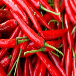 Fresh Red Chilli