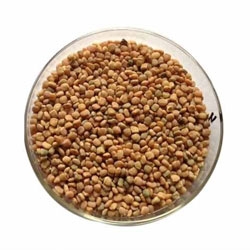 Guar Gum Seeds
